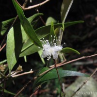 Eugenia roxburghii DC.